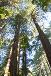 Muir Woods, Sausalito & Alcatraz